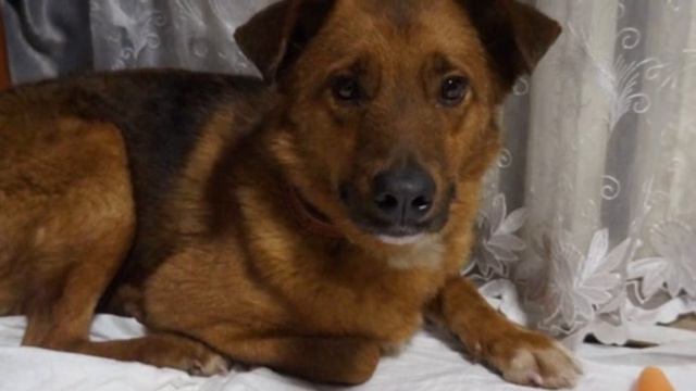 Пёс три года провёл под землей и только сейчас его удалось спасти смотреть онлайн