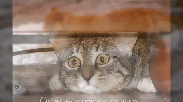 А у кошки четыре ноги. смотреть онлайн