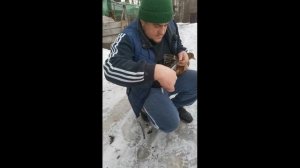 Подготовка подсадных уток  к весенней охоте!