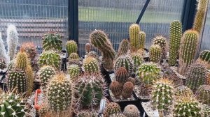 Ржавые пятна на кактусах.Опробковение кактусов от старости.Паутинный клещ.Солнечные ожоги на кактус