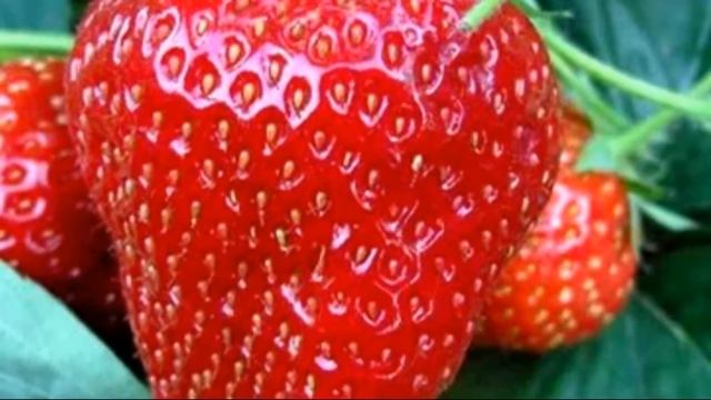 Клубника сорта Кимберли – основные особенности сорта