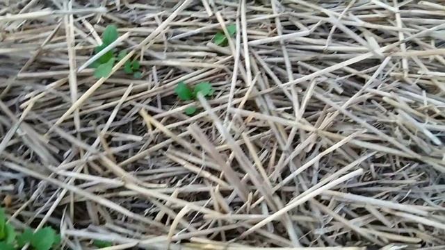 Выращивание горчицы желтой смотреть онлайн