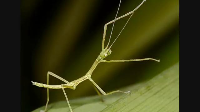 Maher Al-muaiqly Dua'