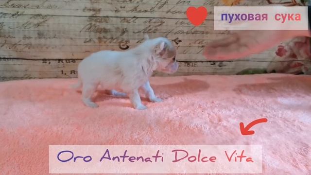 Китайская хохлатая собака Oro Antenati Dolce Vita смотреть онлайн