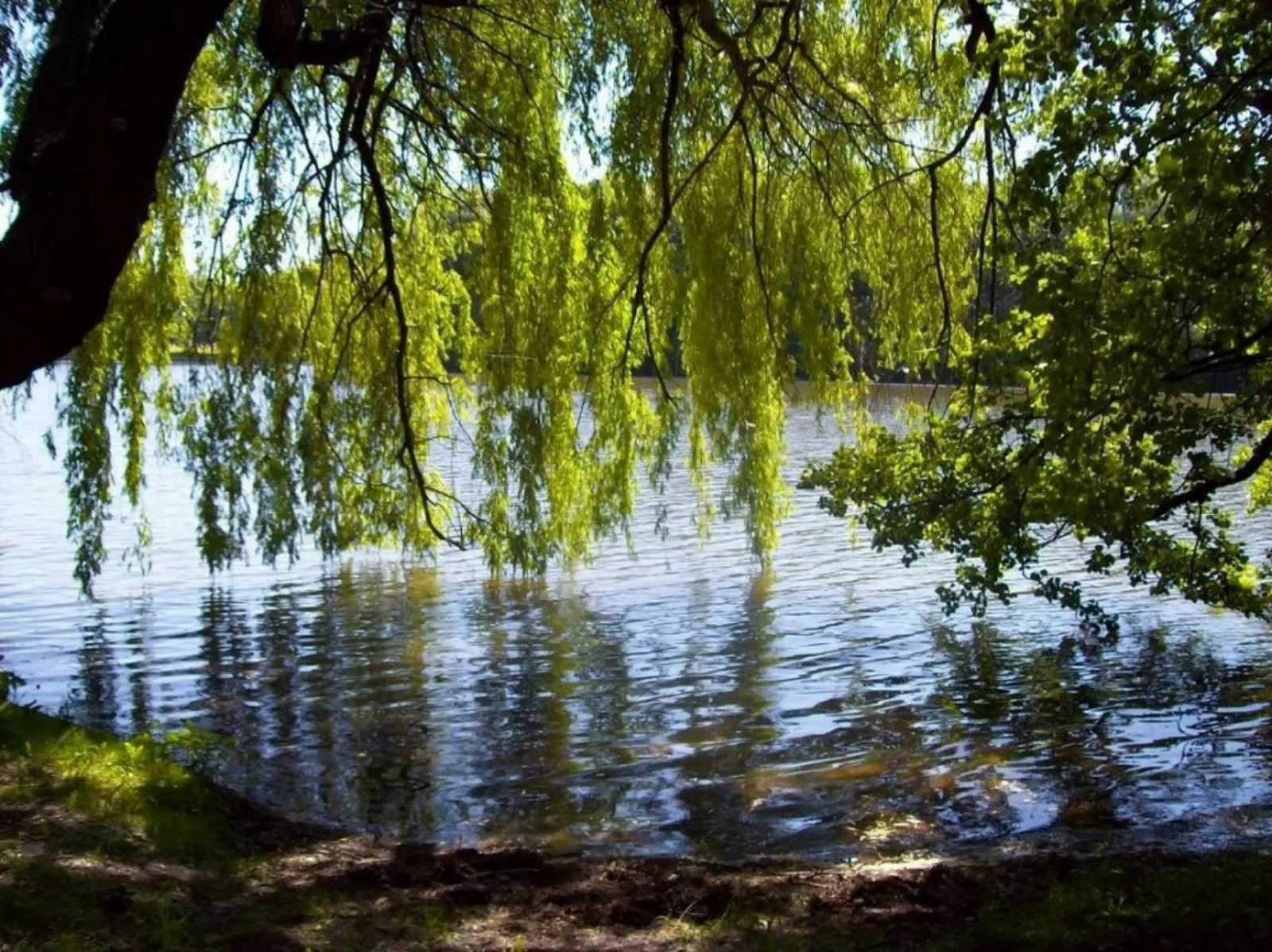 Грустные ивы, разбор на гармони №-36 с цифрами смотреть онлайн