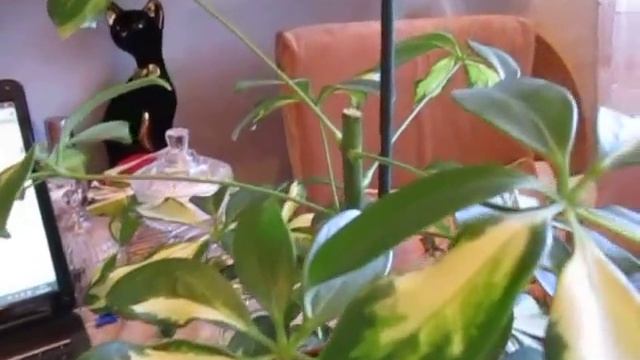 "Шефлера Пестролистная-1. Вверху загнивает стебель! Усечение больной макушки!" смотреть онлайн