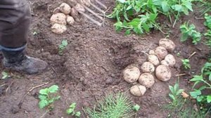 Выращивание лучшего столового сорта картофеля - "Синеглазки"