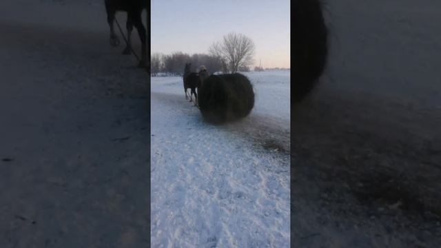 Завозим сено для лошадей смотреть онлайн