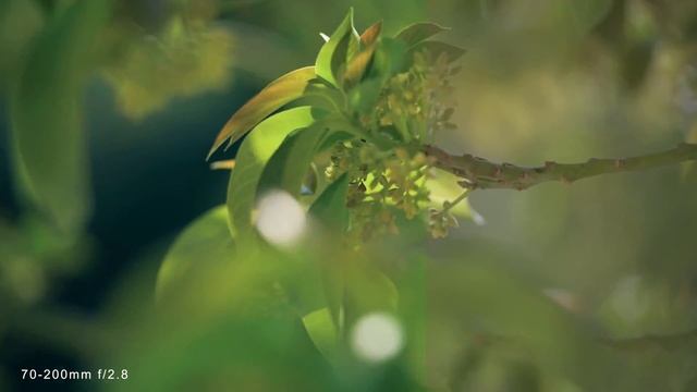 Nikon D850 - 4K Video Flat Footage Test + Color Graded - AF-S NIKKOR 70-200mm f/2.8G ED VR II смотреть онлайн