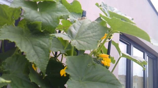 Огород на балконе. Огурцы, кабачки конец июля 2019 года смотреть онлайн