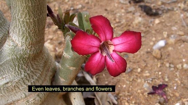 Adenium arabicum Indrajal смотреть онлайн