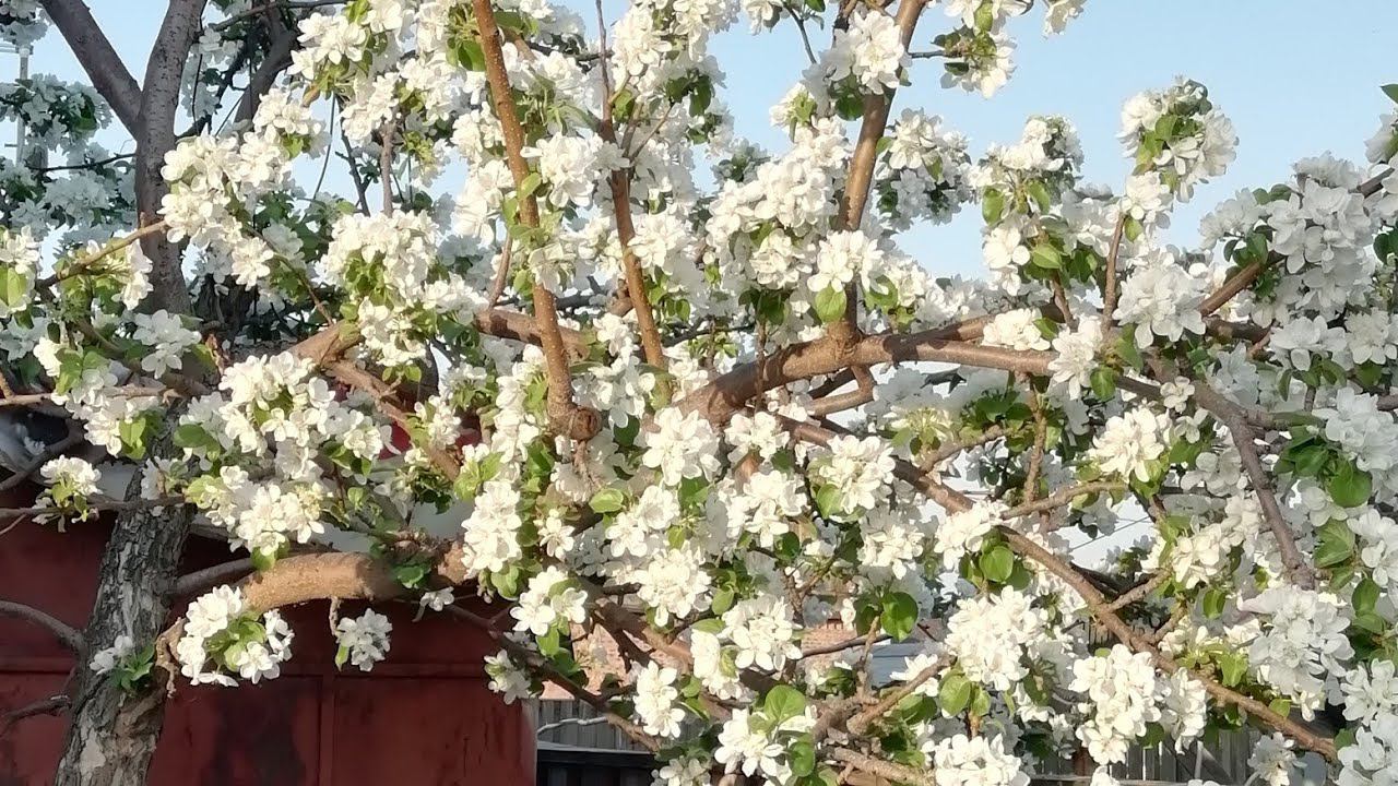 ВЕСНА В СИБИРИ. ЗАЦВЕЛИ ДЕРЕВЬЯ. смотреть онлайн