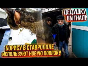 Увезла Маму и Дедушку в Ставрополь. Про плохие анализы Леди Борису наложили новую повязку.