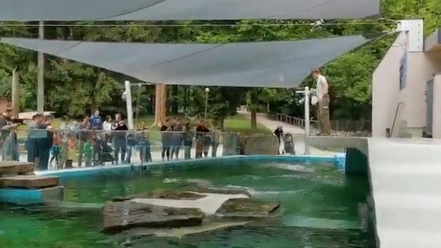 10 мая 2020, любляна, зоопарк, вода смотреть онлайн