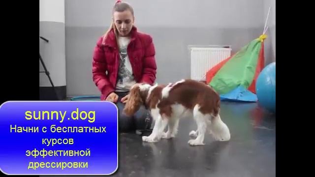 Собака ест все подряд? Отучаем подбирать. смотреть онлайн