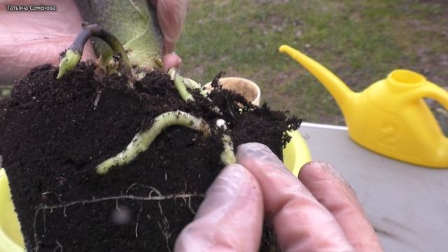 Алоказия LauterBachiana ( Лаутербахиана). Как развить алоказию крупной. Перевалка.