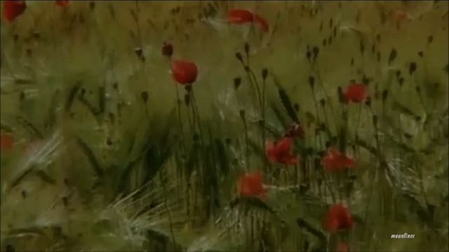 Моей мечты сонет смотреть онлайн