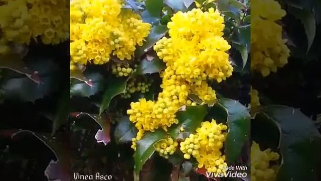 Танго весны смотреть онлайн