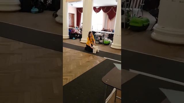 САС в Туле 10.03.2018 г. Сёма в ринге, 5 мес. смотреть онлайн