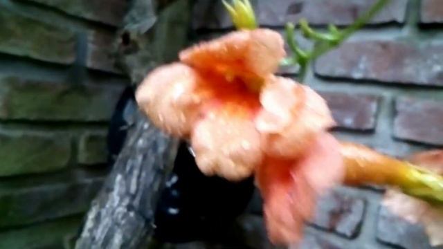 После дождя. смотреть онлайн