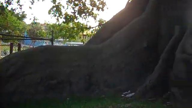 RuthieWorld Travels: Silk Cotton Tree Roots смотреть онлайн