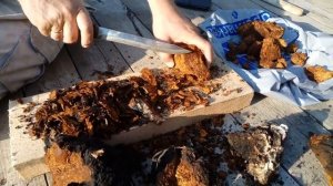 ✏ЧАГА ИСТОЧНИК ЗДОРОВЬЯ И ДОЛГОЛЕТИЯ! ?КАК ЗАГОТОВИТЬ И СОХРАНИТЬ ЧАГУ! ??УРА! НАШДИ БЕРЕЗОВУЮ ЧАГУ