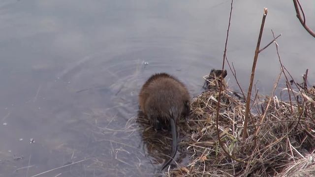 Речная ондатра(River muskrat) 2021 смотреть онлайн