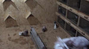 НИКОЛАЕВСКИЕ ГОЛУБИ!ГОРЛОВКА!2020!