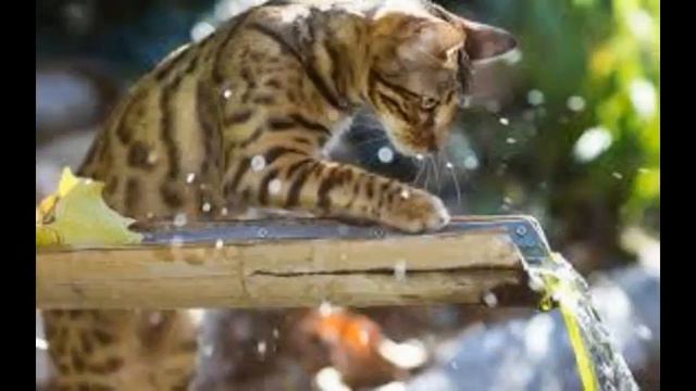 кошек отзывы смотреть онлайн