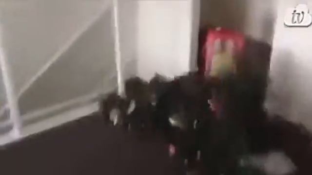 Больше никогда не куплю кошку. смотреть онлайн