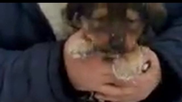 The puppy, blind from birth, was left in a snowdrift, and then thrown away at the highway... смотреть онлайн