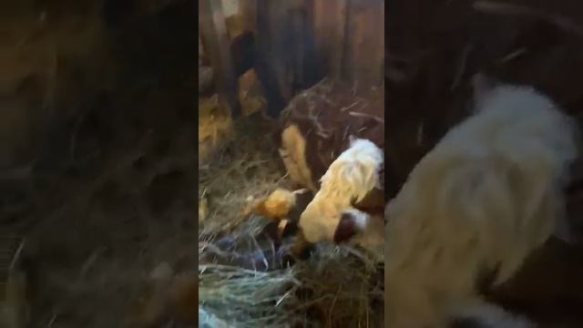 На реализацию коровы ГЕРЕФОРДСКОЙ породы! Отел коровы ! Рождение теленка! смотреть онлайн