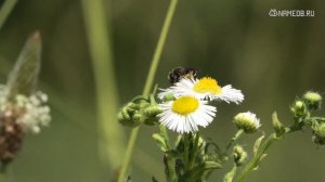Совместимость: женщина-овен и мужчина-стрелец