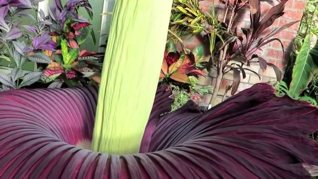 Расцвёл самый большой цветок в мире Amorphopallus Titanum Flowering!