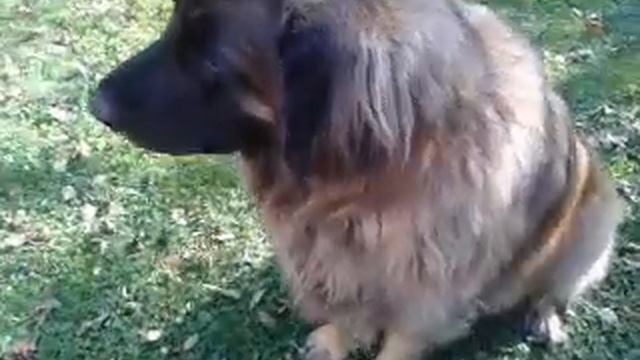 Leonberger Leo wants to have a snack смотреть онлайн