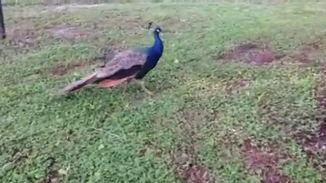 Красивые павлины в парке смотреть онлайн