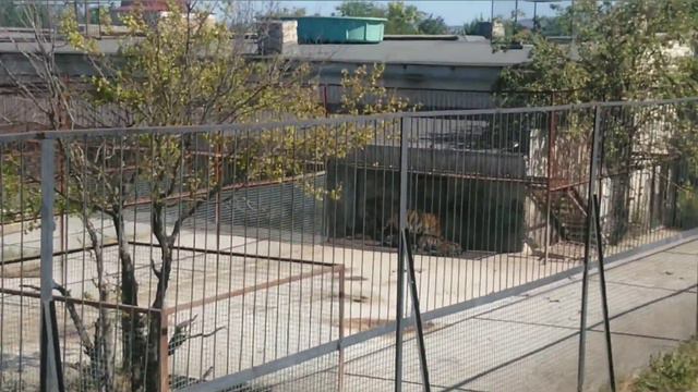 Парк Львов ТАЙГАН смотреть онлайн