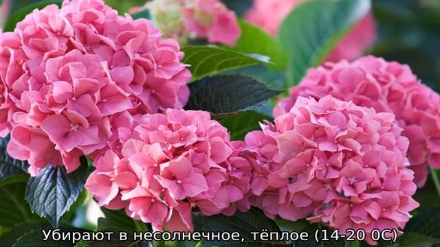 Гортензия розовая: посадка и уход в открытом грунте смотреть онлайн