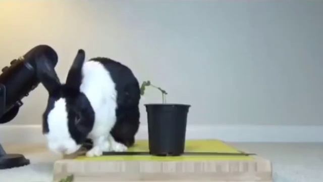 A bunny rabbit unexpectedly falls смотреть онлайн