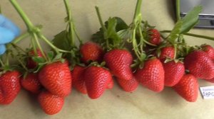 АВРОРА МУНИРА . Ягода красавица. / Коллекция Светланы Татур.