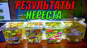 Результаты нереста аквариумных рыбок
