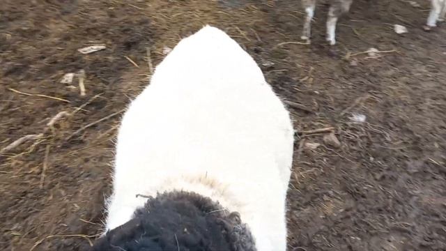 ДОРПЕР ЧИСТОПОРОДНЫЙ, ПОМЕСЬ ДОРПЕРА F2 F3 F4, ПРОДАЖА смотреть онлайн