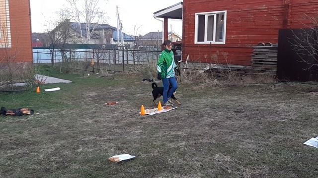 Ралли обидиенс на самоизоляции. РО1. Энтлебухер Макс, 1.8 л. смотреть онлайн