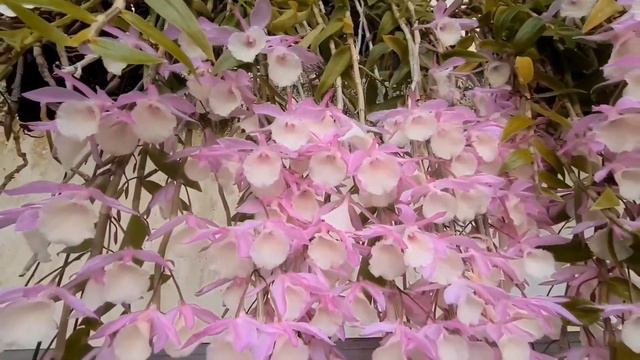 Dendrobium Bohemian Rhapsody 보헤미안 랩소디 смотреть онлайн