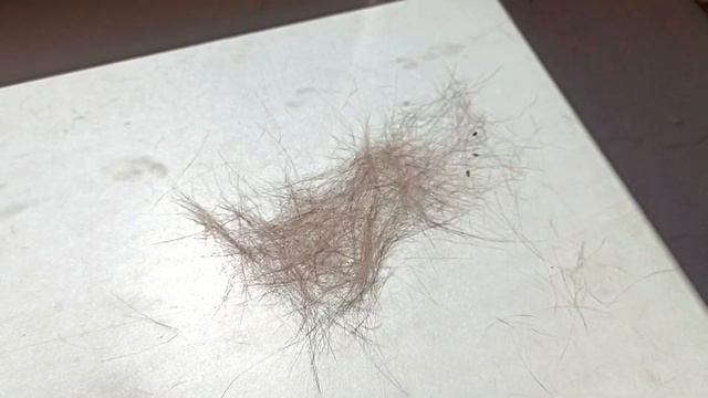 УКУСИЛА КОШКА🤕!!! ОЛИВКА СТАЛА ДИКОЙ? ЧТО СЛУЧИЛОСЬ С КОШКОЙ? смотреть онлайн