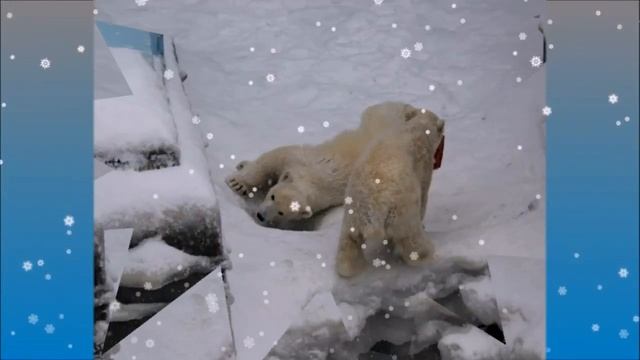 Беззаботное детство белых медвежат..Carefree childhood of white bears смотреть онлайн