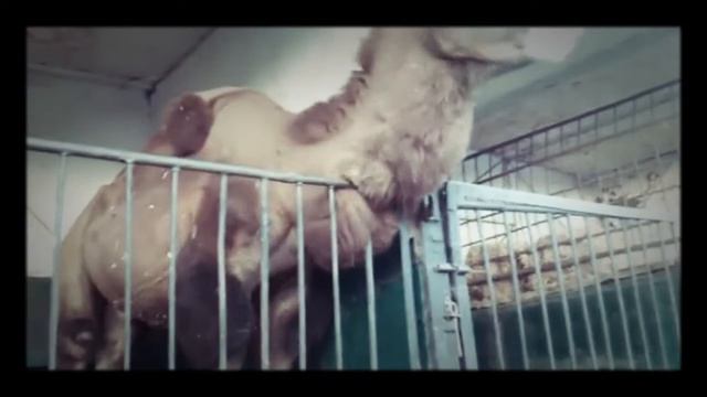 😱 Я ходил в зоопарк ?😱 смотреть онлайн