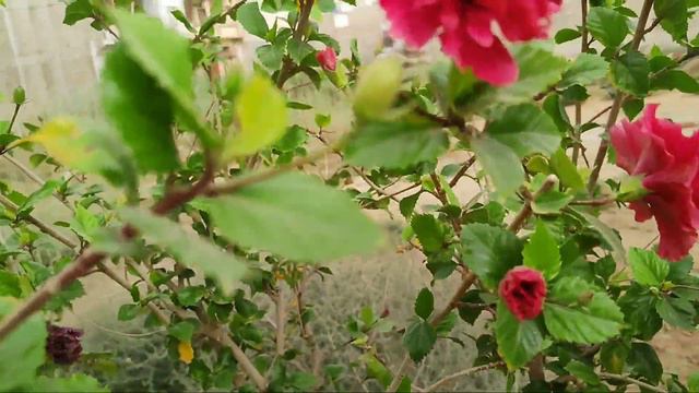 How to Care China Rose, Care of Hibiscus, Button Rose Care in Pot at Home, KK Home Gardening, смотреть онлайн