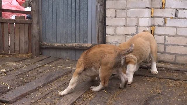 САО щенки от Дракона и Журы.Два мальчика.п-к "Ак-Нуккер" смотреть онлайн