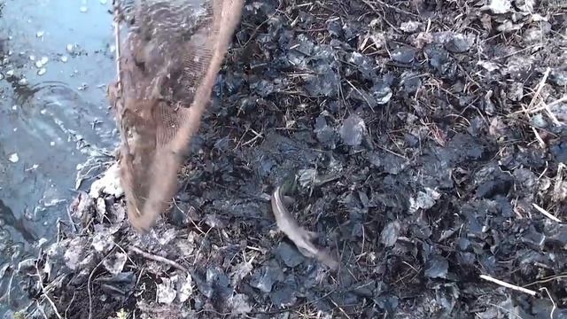 КАК ЩУКА "СБЕЖАЛА" С ПРУДА или сколько рыбы осталось после зимы смотреть онлайн